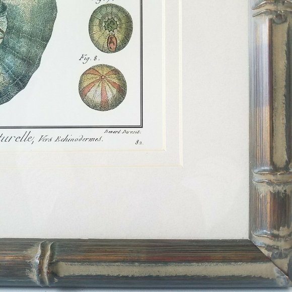 1700s Sand Dollar Echinoderm Print, Natural History Collection by Benard Direxit - Picture 7 of 11